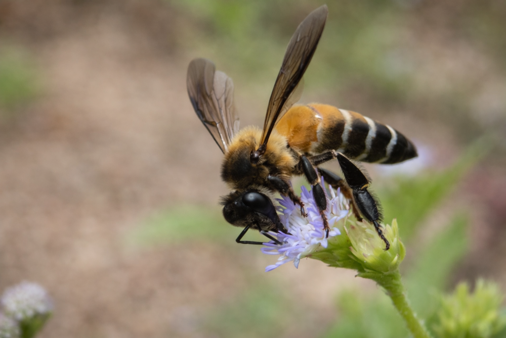 Species or Types of Honey Bees Apis dorsata