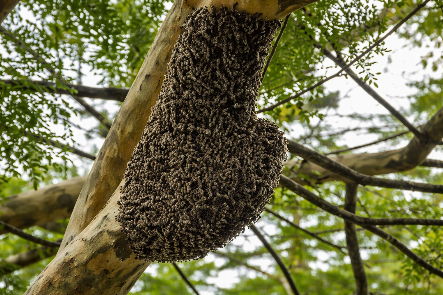 The Social Hierarchy: Understanding the Three Types of Honey Bees in a Hive