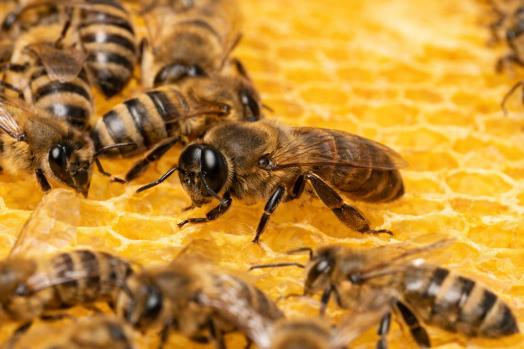 drones of honeybee