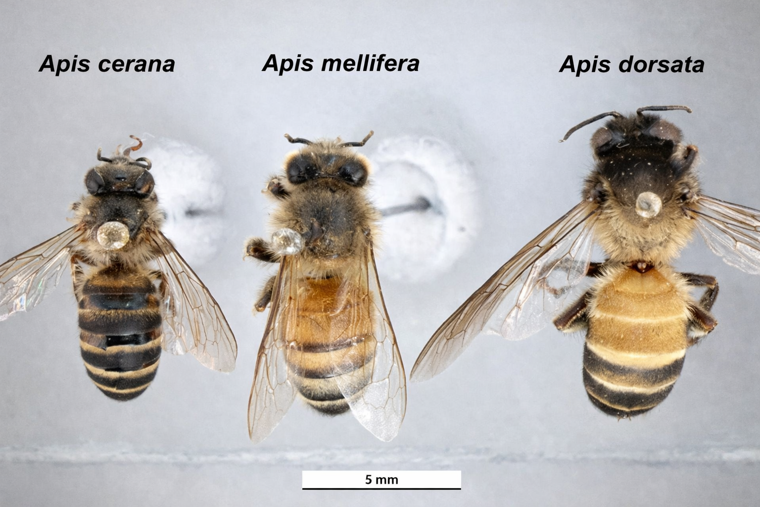 A Technical Guide to the Different Species or Types of Honey Bees