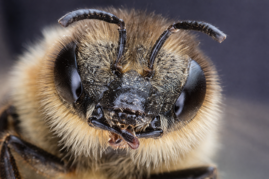 Head of honeybee