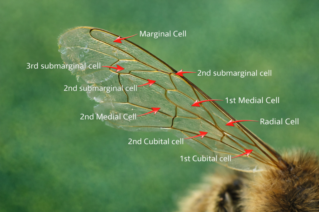 wings part of honeybee