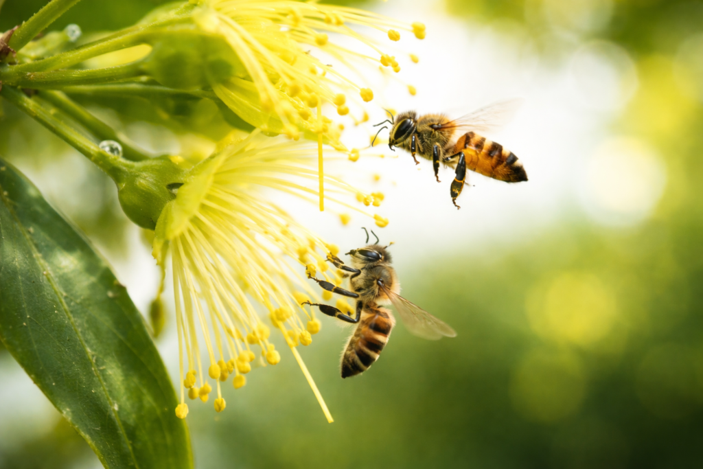 Natural social behavior