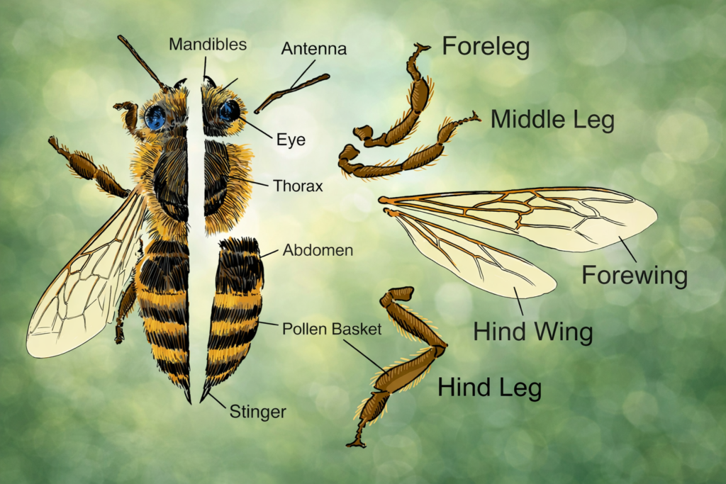 Antomy of bees