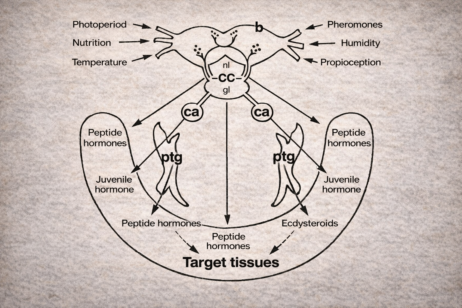 The Endocrine System of Insects: Chemical Architecture and Physiological Control