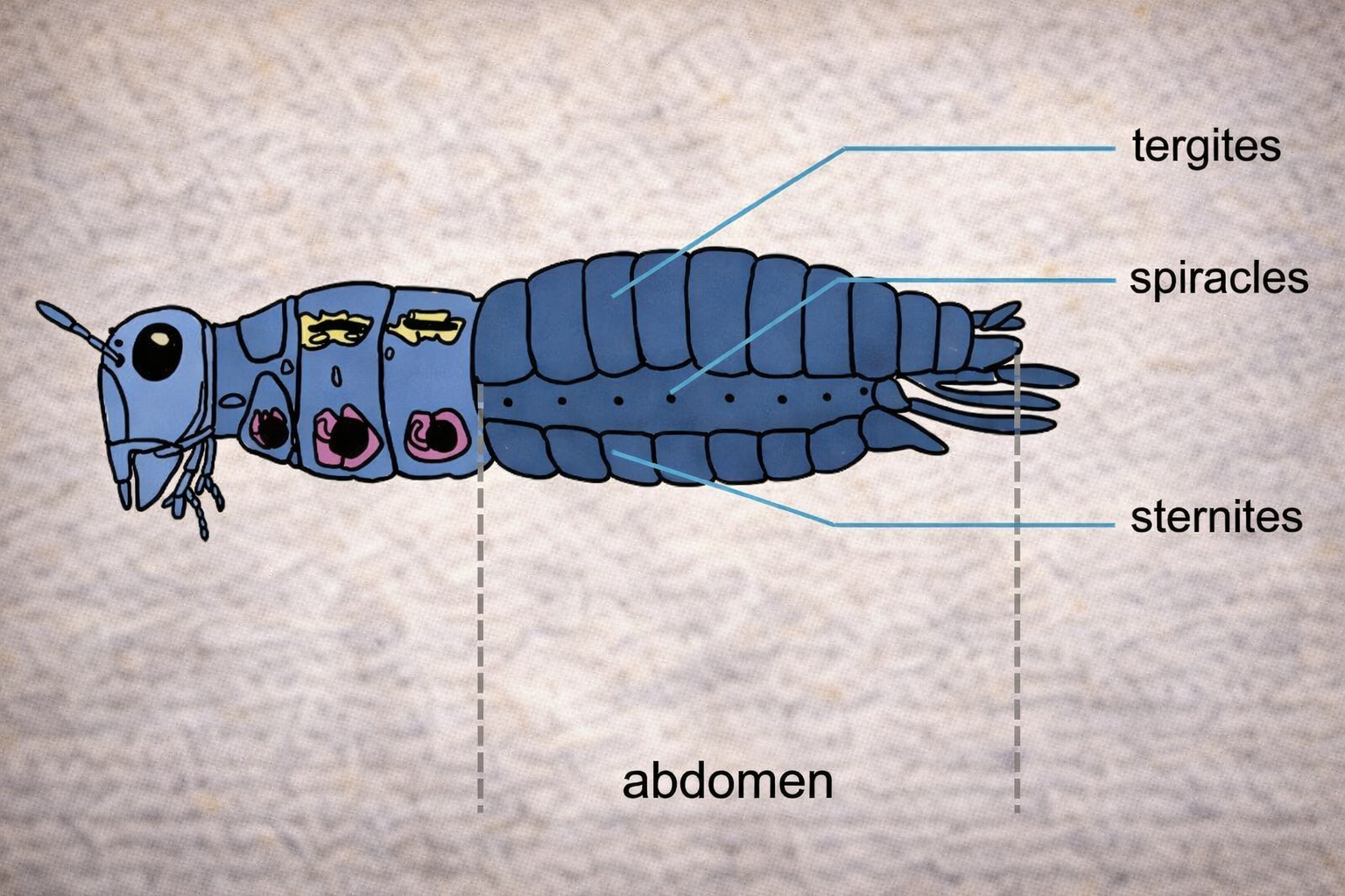 Comparative Morphology of the Insect Abdomen: Evolutionary Adaptations and Structural Diversity
