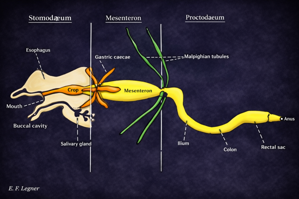 Malpighian Tubules in the Internal Morphology of Insect