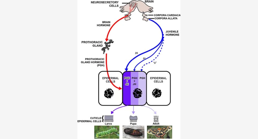 Insect Hormones and Their Regulatory Pathways