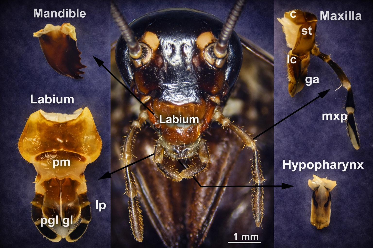 Morphology of Insect Mouthparts: Structural Diversity and Functional Adaptations