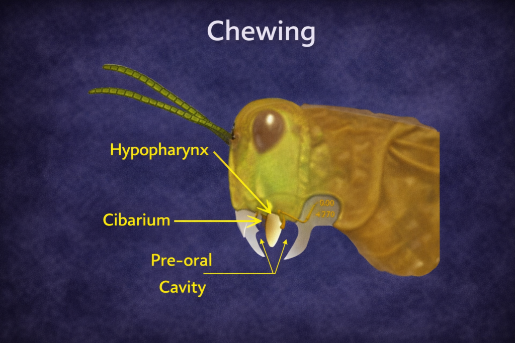 Chewing and Biting Morphology in the Ak Grasshopper