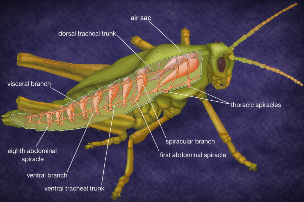 Anatomy and Function of Spiracles